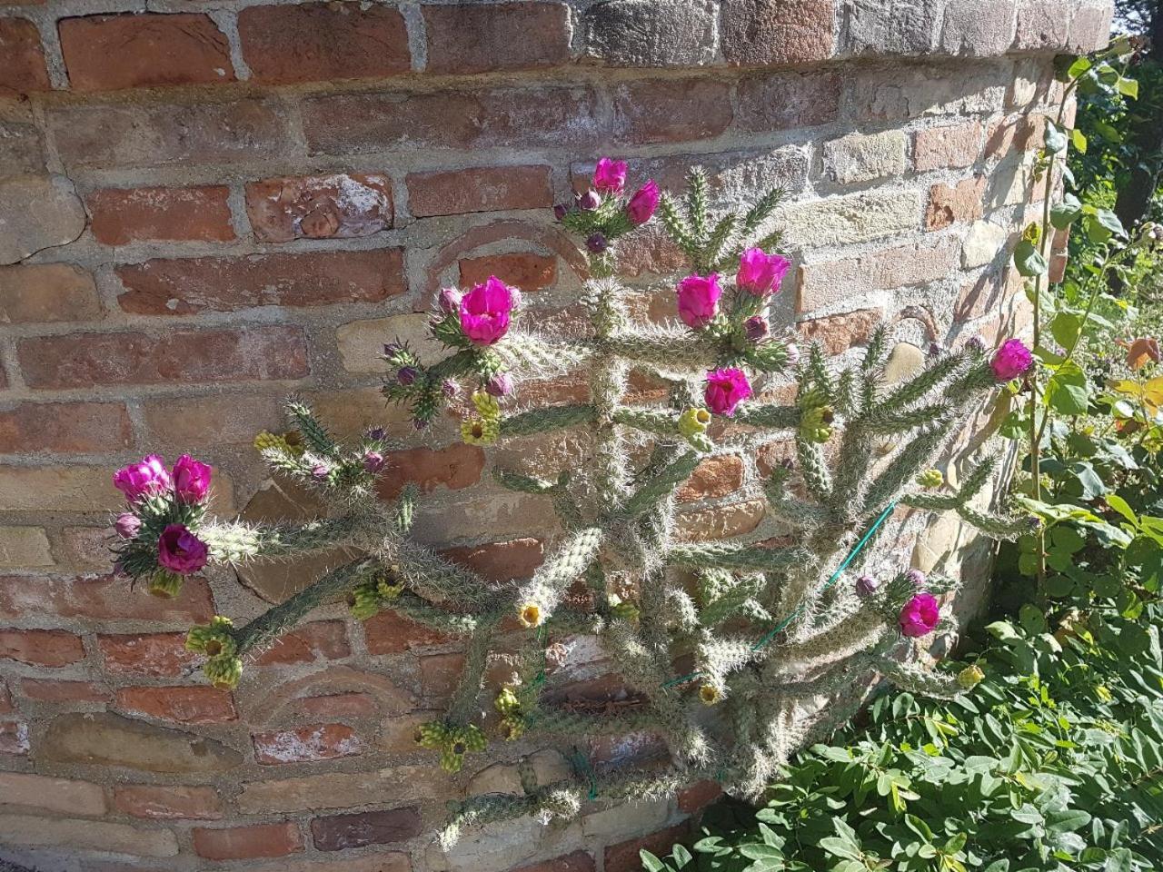 Ca' Dei Gelsi B & B Coriano Exteriör bild